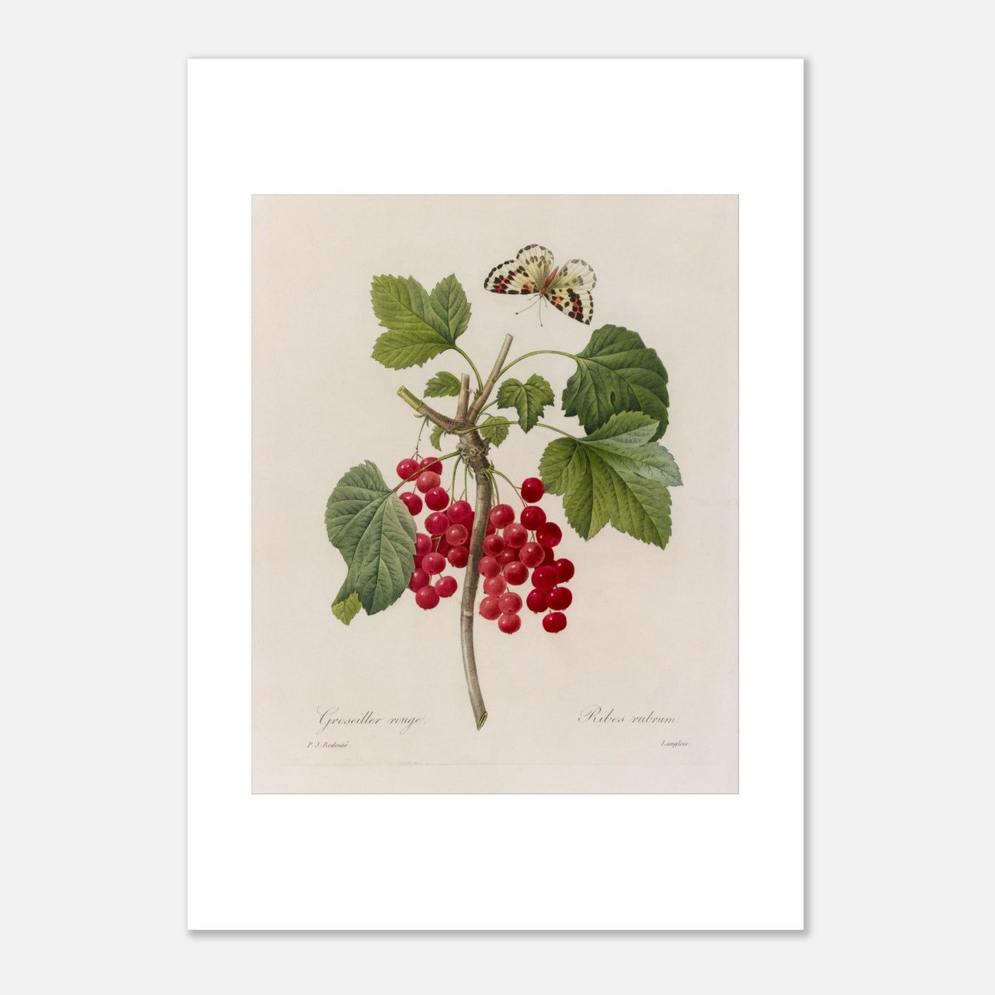 Illustration de Groseillier Rouge et papillon par Pierre-Joseph Redouté (21x29,7 cm (A4)). Planche botanique de Pierre-Joseph Redouté montrant une branche de groseillier avec des grappes de groseilles rouges et des feuilles vertes, ainsi qu'un papillon en vol.