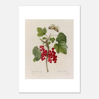Illustration de Groseillier Rouge et papillon par Pierre-Joseph Redouté (21x29,7 cm (A4)). Planche botanique de Pierre-Joseph Redouté montrant une branche de groseillier avec des grappes de groseilles rouges et des feuilles vertes, ainsi qu'un papillon en vol.