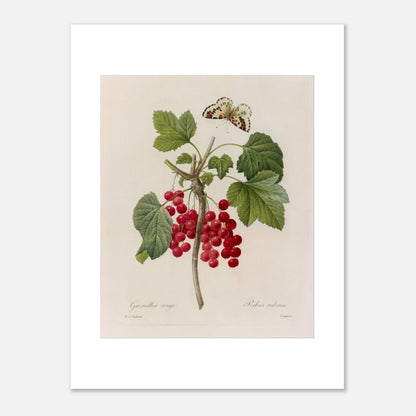 Illustration de Groseillier Rouge et papillon par Pierre-Joseph Redouté (30x40 cm). Planche botanique de Pierre-Joseph Redouté montrant une branche de groseillier avec des grappes de groseilles rouges et des feuilles vertes, ainsi qu'un papillon en vol.