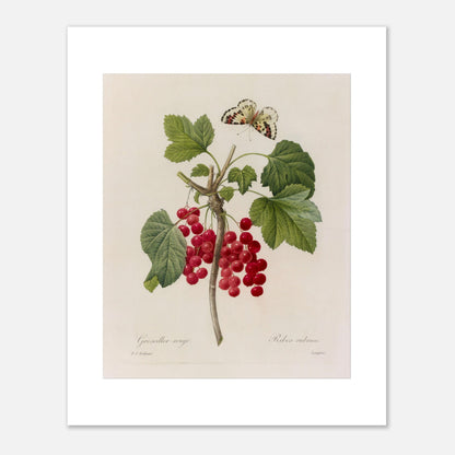 Illustration de Groseillier Rouge et papillon par Pierre-Joseph Redouté (40x50 cm). Planche botanique de Pierre-Joseph Redouté montrant une branche de groseillier avec des grappes de groseilles rouges et des feuilles vertes, ainsi qu'un papillon en vol.