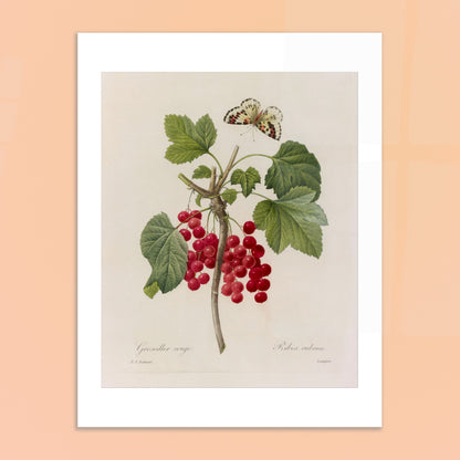 Illustration de Groseillier Rouge et papillon par Pierre-Joseph Redouté. Planche botanique de Pierre-Joseph Redouté montrant une branche de groseillier avec des grappes de groseilles rouges et des feuilles vertes, ainsi qu'un papillon en vol. Image d'illustration 6