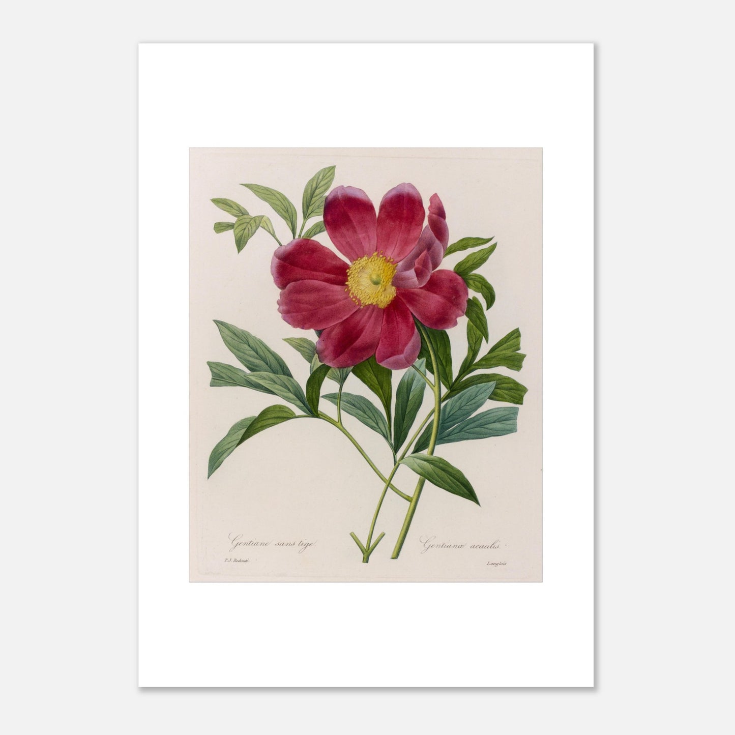 Planche botanique Pivoine Officinale par Pierre-Joseph Redouté (42x59,4 cm (A2)). Étude botanique de Pierre-Joseph Redouté représentant une Pivoine Officinale à fleurs simples d'un rouge profond.