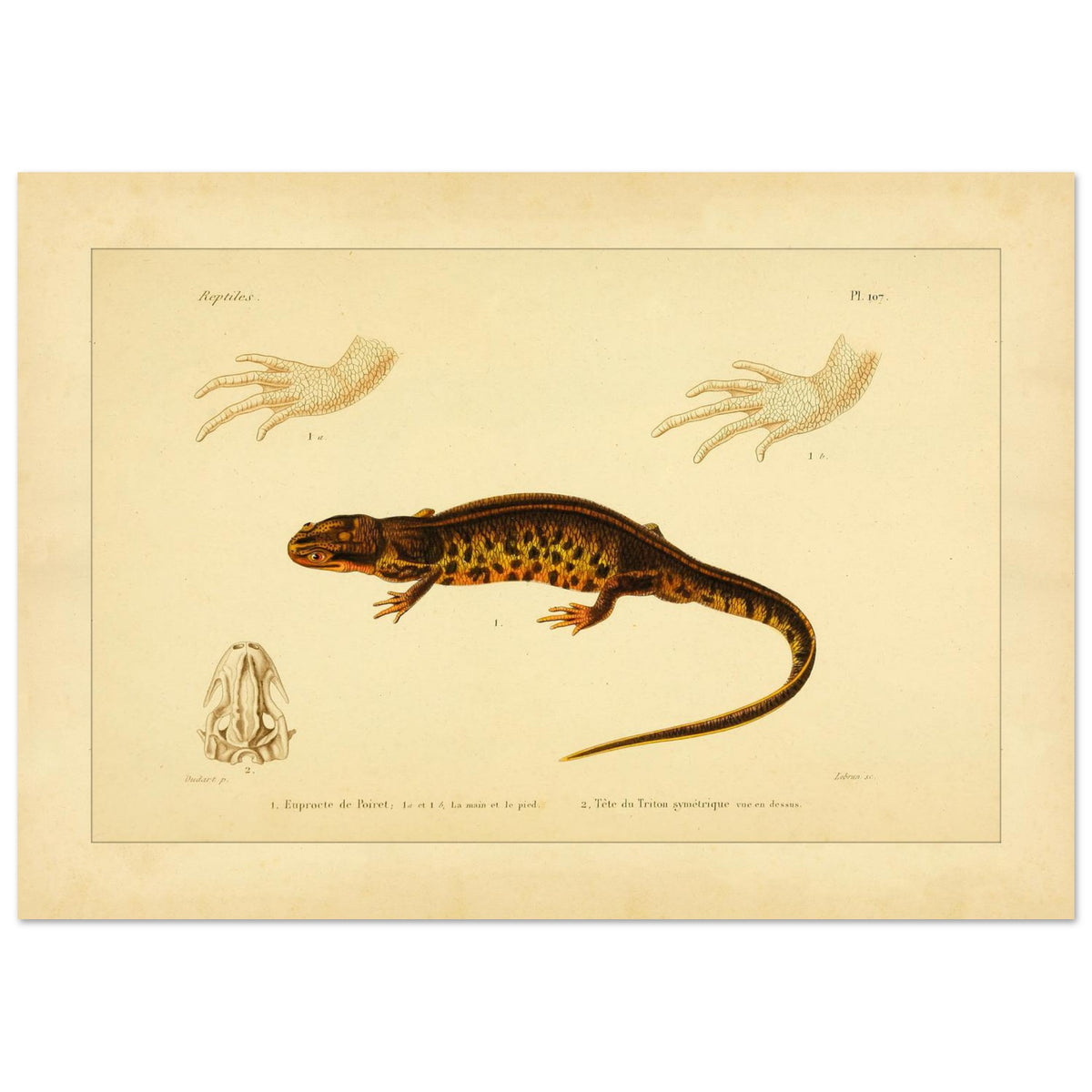 Poirets Euprokte und Symmetrischer Molch: Reproduktion einer Amphibientafel (21x29,7 cm (A4)). Naturhistorische Tafel aus dem 19. Jahrhundert, die einen Corsischen Scheibenzüngler und einen Teichmolch zeigt, mit Abbildungen ihrer Hände und Köpfe.