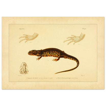 Poirets Euprokte und Symmetrischer Molch: Reproduktion einer Amphibientafel (21x29,7 cm (A4)). Naturhistorische Tafel aus dem 19. Jahrhundert, die einen Corsischen Scheibenzüngler und einen Teichmolch zeigt, mit Abbildungen ihrer Hände und Köpfe.