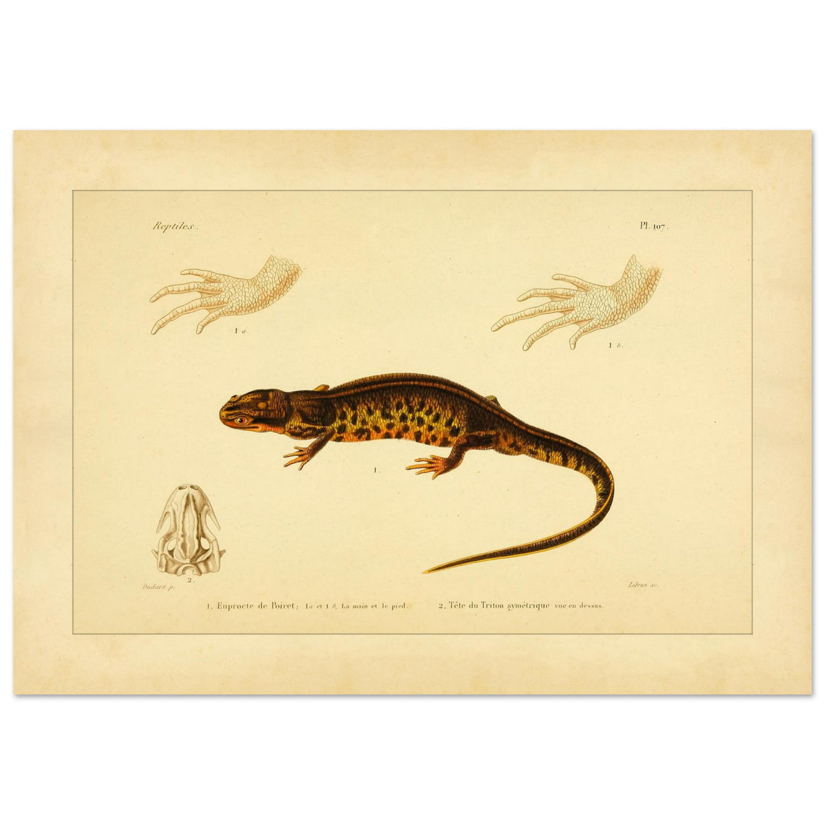 Poirets Euprokte und Symmetrischer Molch: Reproduktion einer Amphibientafel (29,7x42 cm (A3)). Naturhistorische Tafel aus dem 19. Jahrhundert, die einen Corsischen Scheibenzüngler und einen Teichmolch zeigt, mit Abbildungen ihrer Hände und Köpfe.