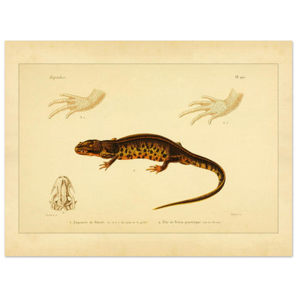 Poirets Euprokte und Symmetrischer Molch: Reproduktion einer Amphibientafel (30x40 cm). Naturhistorische Tafel aus dem 19. Jahrhundert, die einen Corsischen Scheibenzüngler und einen Teichmolch zeigt, mit Abbildungen ihrer Hände und Köpfe.