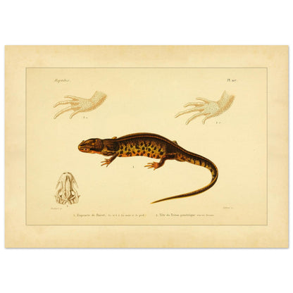 Poirets Euprokte und Symmetrischer Molch: Reproduktion einer Amphibientafel (50x70 cm). Naturhistorische Tafel aus dem 19. Jahrhundert, die einen Corsischen Scheibenzüngler und einen Teichmolch zeigt, mit Abbildungen ihrer Hände und Köpfe.