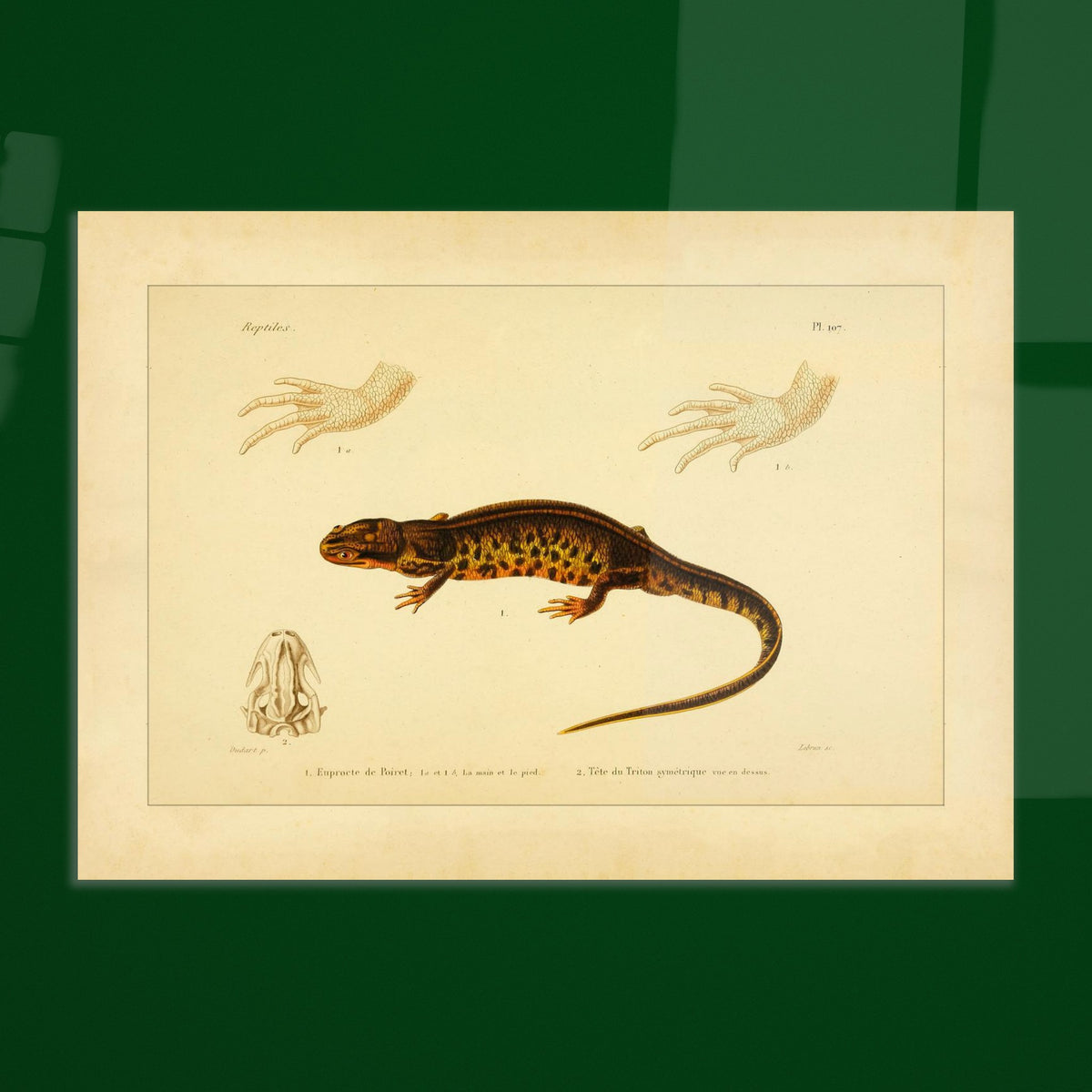 Poirets Euprokte und Symmetrischer Molch: Reproduktion einer Amphibientafel. Naturhistorische Tafel aus dem 19. Jahrhundert, die einen Corsischen Scheibenzüngler und einen Teichmolch zeigt, mit Abbildungen ihrer Hände und Köpfe.