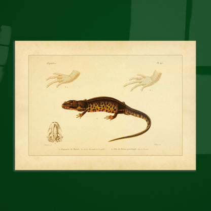 Poirets Euprokte und Symmetrischer Molch: Reproduktion einer Amphibientafel. Naturhistorische Tafel aus dem 19. Jahrhundert, die einen Corsischen Scheibenzüngler und einen Teichmolch zeigt, mit Abbildungen ihrer Hände und Köpfe.
