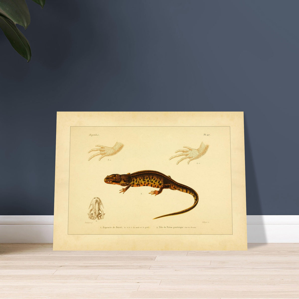 Poirets Euprokte und Symmetrischer Molch: Reproduktion einer Amphibientafel. Naturhistorische Tafel aus dem 19. Jahrhundert, die einen Corsischen Scheibenzüngler und einen Teichmolch zeigt, mit Abbildungen ihrer Hände und Köpfe.