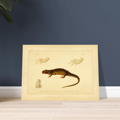 Poirets Euprokte und Symmetrischer Molch: Reproduktion einer Amphibientafel. Naturhistorische Tafel aus dem 19. Jahrhundert, die einen Corsischen Scheibenzüngler und einen Teichmolch zeigt, mit Abbildungen ihrer Hände und Köpfe.