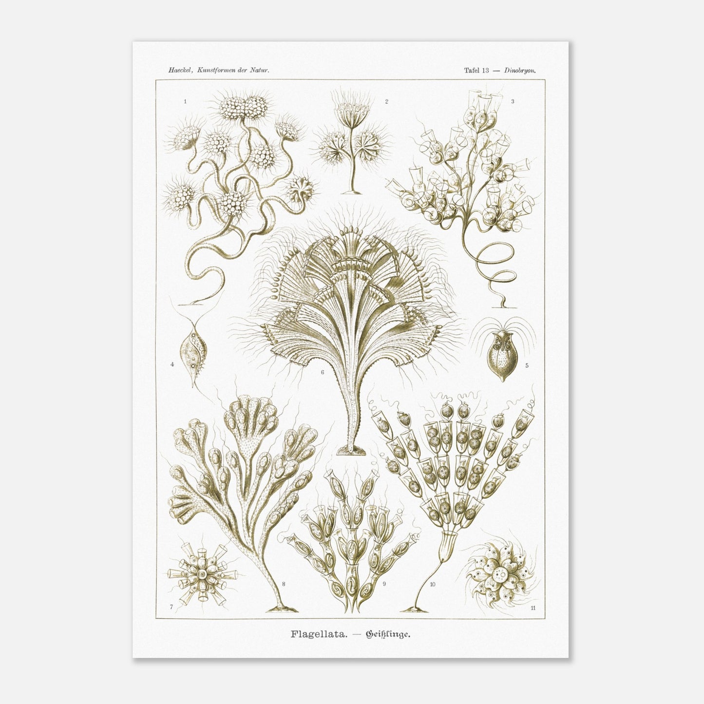 Illustration naturaliste Flagellés par Ernst Haeckel (29,7x42 cm (A3)). Planche d'illustrations naturalistes par Ernst Haeckel, présentant diverses formes de flagellés numérotés sur fond blanc.