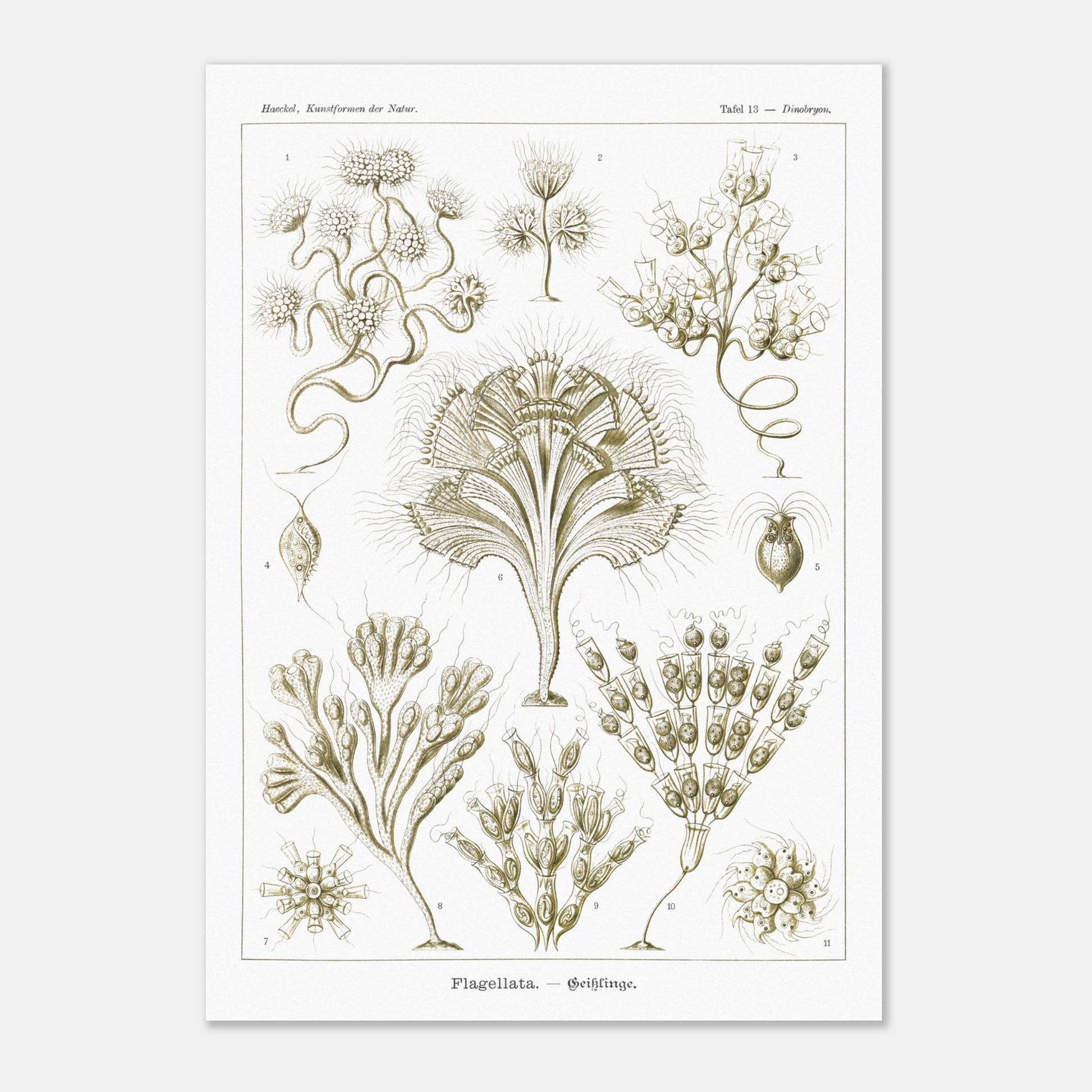 Illustration naturaliste Flagellés par Ernst Haeckel (29,7x42 cm (A3)). Planche d'illustrations naturalistes par Ernst Haeckel, présentant diverses formes de flagellés numérotés sur fond blanc.