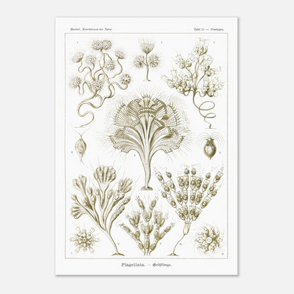 Illustration naturaliste Flagellés par Ernst Haeckel (29,7x42 cm (A3)). Planche d'illustrations naturalistes par Ernst Haeckel, présentant diverses formes de flagellés numérotés sur fond blanc.