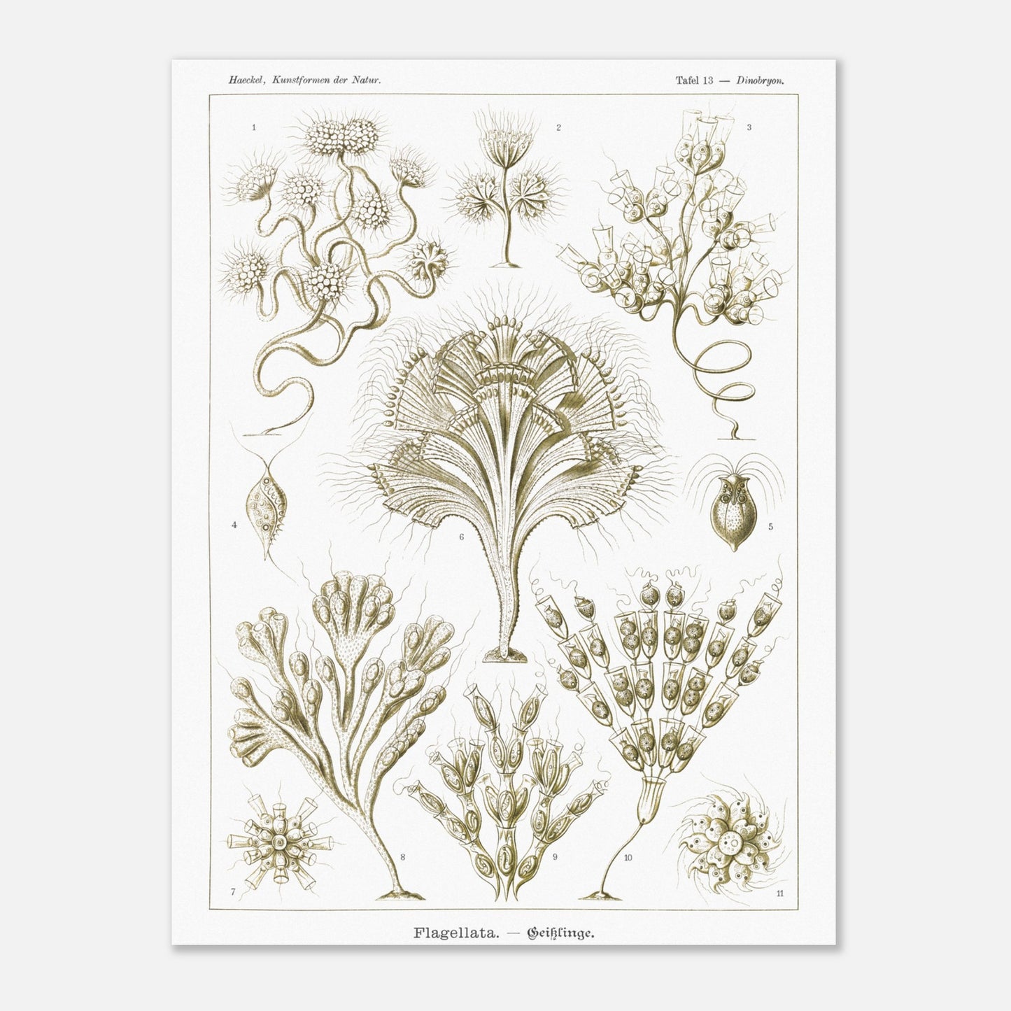 Illustration naturaliste Flagellés par Ernst Haeckel (30x40 cm). Planche d'illustrations naturalistes par Ernst Haeckel, présentant diverses formes de flagellés numérotés sur fond blanc.