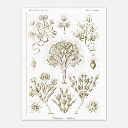 Illustration naturaliste Flagellés par Ernst Haeckel (30x40 cm). Planche d'illustrations naturalistes par Ernst Haeckel, présentant diverses formes de flagellés numérotés sur fond blanc.