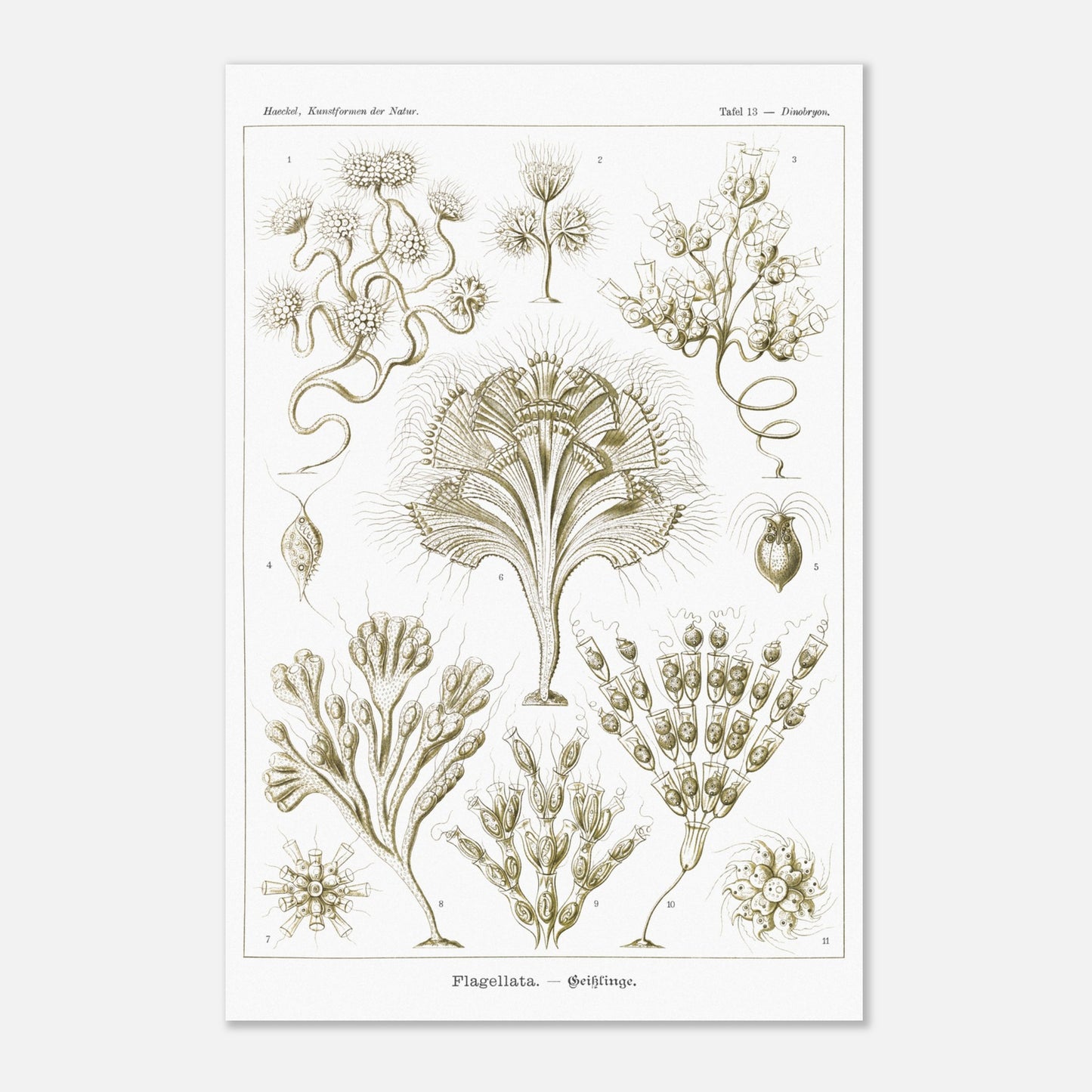 Illustration naturaliste Flagellés par Ernst Haeckel (40x60 cm). Planche d'illustrations naturalistes par Ernst Haeckel, présentant diverses formes de flagellés numérotés sur fond blanc.
