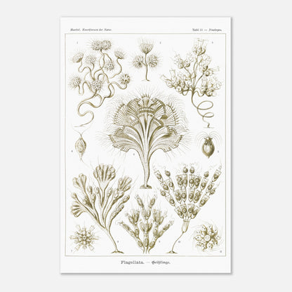 Illustration naturaliste Flagellés par Ernst Haeckel (40x60 cm). Planche d'illustrations naturalistes par Ernst Haeckel, présentant diverses formes de flagellés numérotés sur fond blanc.