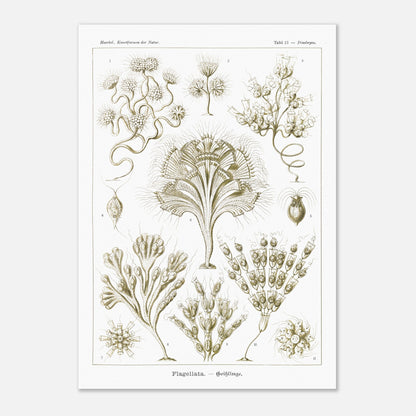 Illustration naturaliste Flagellés par Ernst Haeckel (42x59,4 cm (A2)). Planche d'illustrations naturalistes par Ernst Haeckel, présentant diverses formes de flagellés numérotés sur fond blanc.
