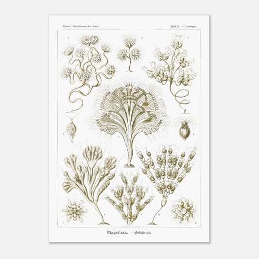 Illustration naturaliste Flagellés par Ernst Haeckel (42x59,4 cm (A2)). Planche d'illustrations naturalistes par Ernst Haeckel, présentant diverses formes de flagellés numérotés sur fond blanc.