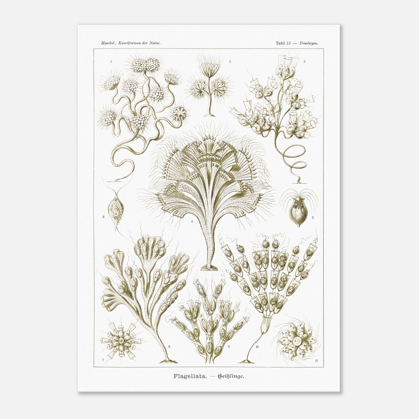 Illustration naturaliste Flagellés par Ernst Haeckel (50x70 cm). Planche d'illustrations naturalistes par Ernst Haeckel, présentant diverses formes de flagellés numérotés sur fond blanc.