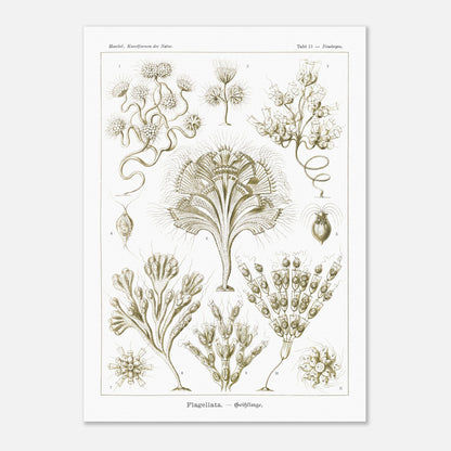Illustration naturaliste Flagellés par Ernst Haeckel (50x70 cm). Planche d'illustrations naturalistes par Ernst Haeckel, présentant diverses formes de flagellés numérotés sur fond blanc.