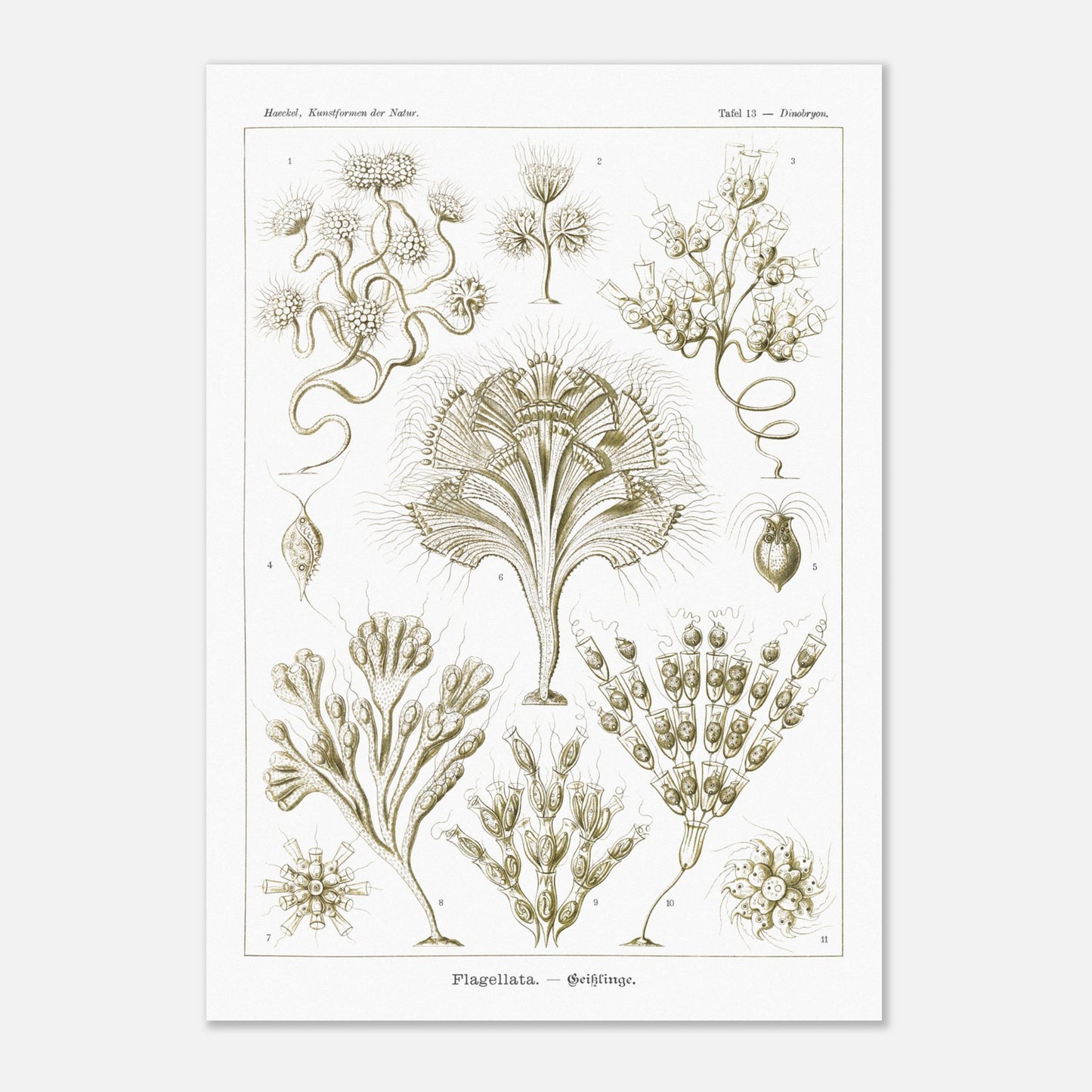Illustration naturaliste Flagellés par Ernst Haeckel (59,4x84,1 cm (A1)). Planche d'illustrations naturalistes par Ernst Haeckel, présentant diverses formes de flagellés numérotés sur fond blanc.