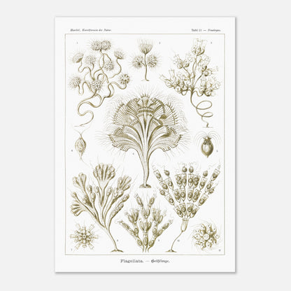 Illustration naturaliste Flagellés par Ernst Haeckel (59,4x84,1 cm (A1)). Planche d'illustrations naturalistes par Ernst Haeckel, présentant diverses formes de flagellés numérotés sur fond blanc.