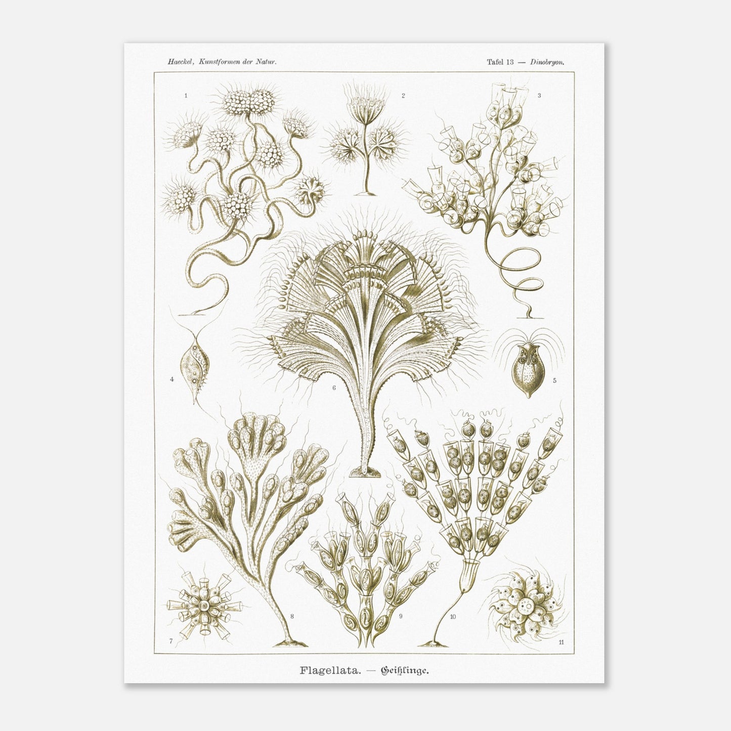 Illustration naturaliste Flagellés par Ernst Haeckel (60x80 cm). Planche d'illustrations naturalistes par Ernst Haeckel, présentant diverses formes de flagellés numérotés sur fond blanc.