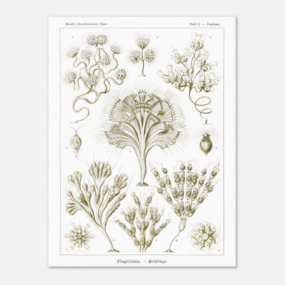 Illustration naturaliste Flagellés par Ernst Haeckel (60x80 cm). Planche d'illustrations naturalistes par Ernst Haeckel, présentant diverses formes de flagellés numérotés sur fond blanc.