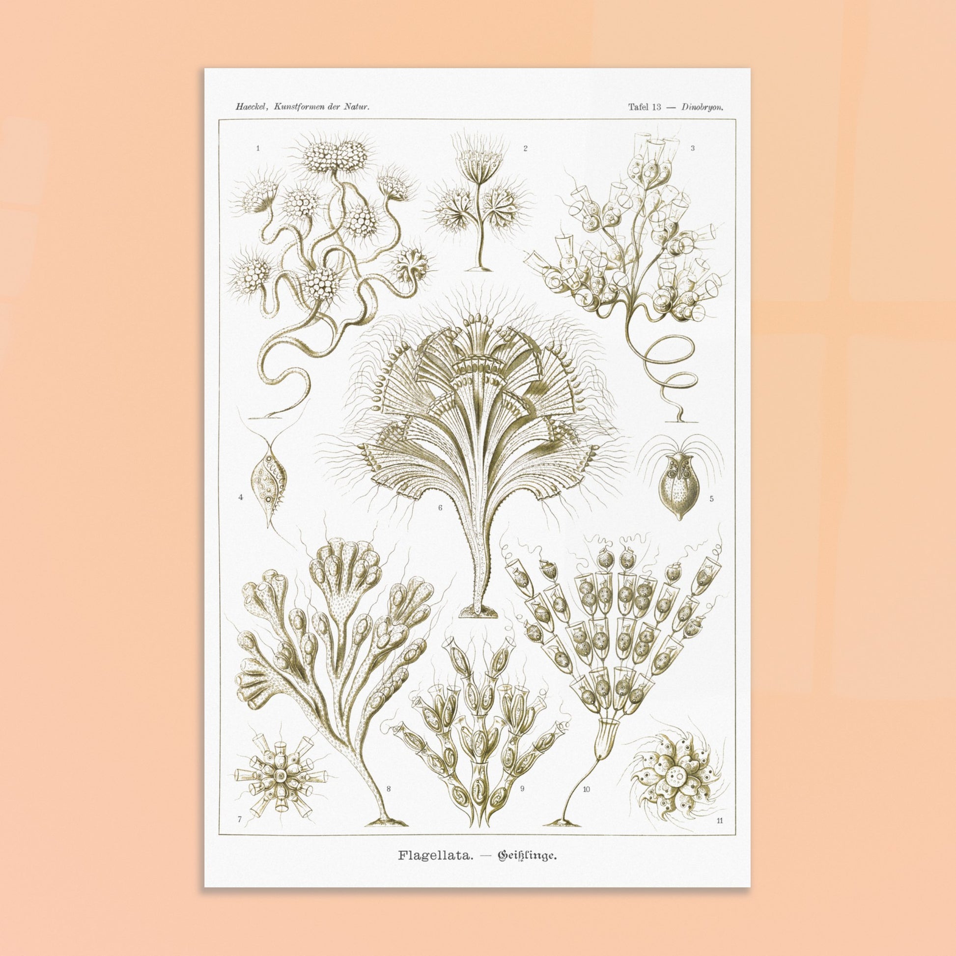 Illustration naturaliste Flagellés par Ernst Haeckel. Planche d'illustrations naturalistes par Ernst Haeckel, présentant diverses formes de flagellés numérotés sur fond blanc. Image d'illustration 8