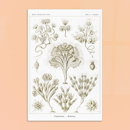 Illustration naturaliste Flagellés par Ernst Haeckel. Planche d'illustrations naturalistes par Ernst Haeckel, présentant diverses formes de flagellés numérotés sur fond blanc. Image d'illustration 8
