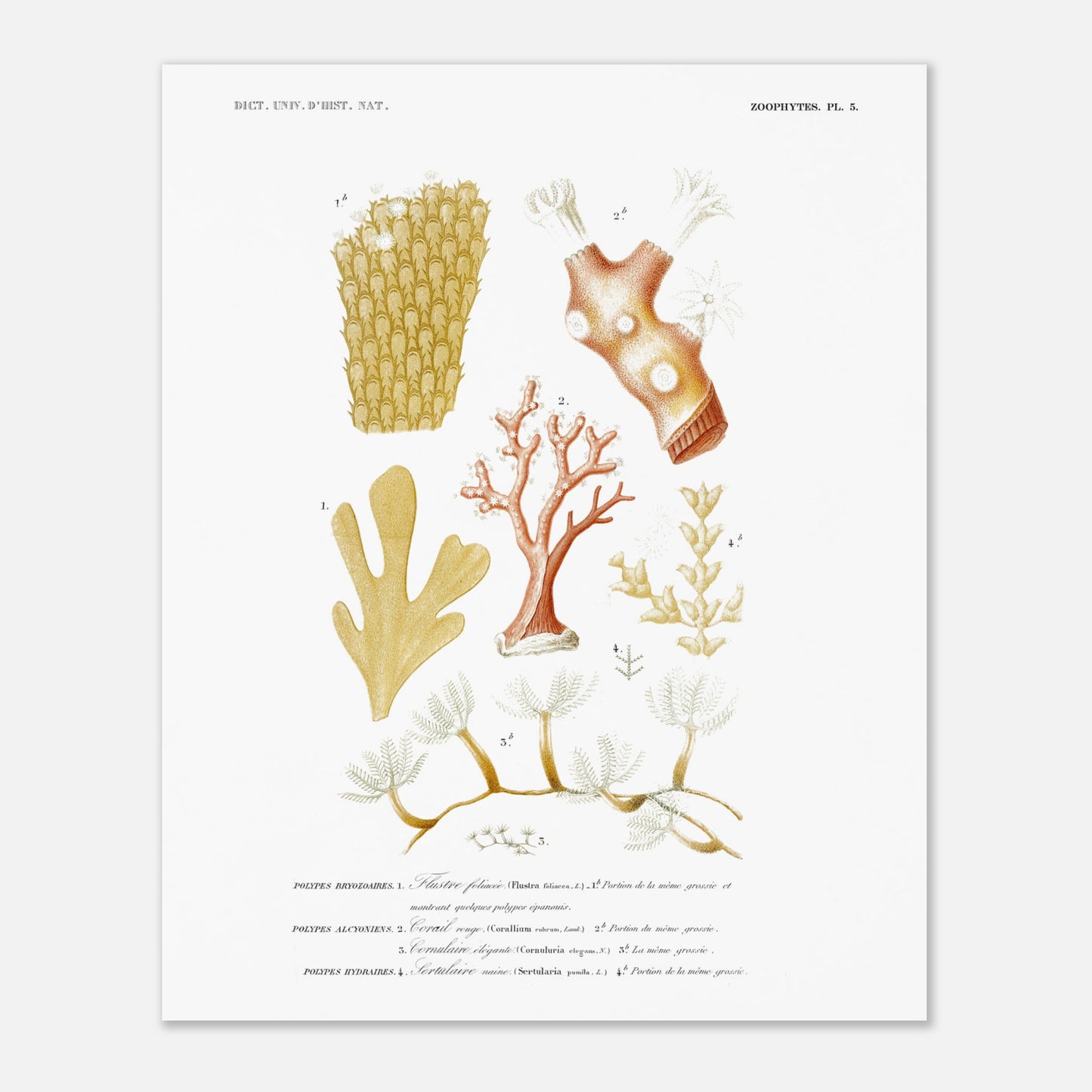 Flustre foliacée, Corail rouge, Cornulaire élégante, Sertulaire naine - illustration naturaliste du Dictionnaire Universel d'Histoire Naturelle de Charles d'Orbigny - Taille 40x50 cm