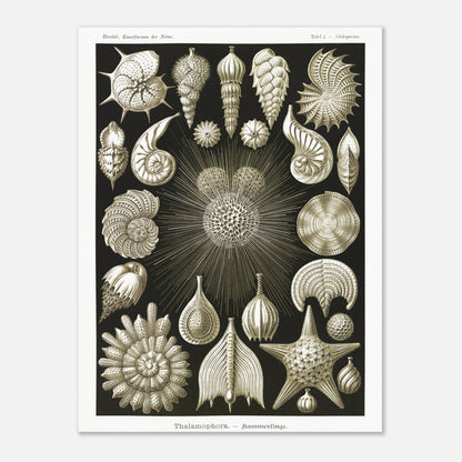 Planche de Foraminifères (Globigerina), Ernst Haeckel (30x40 cm). Gravure naturaliste du XIXe siècle présentant diverses formes de Thalamophora (Radiolaires), avec des structures complexes en forme de spirales, d'étoiles et de coquillages.