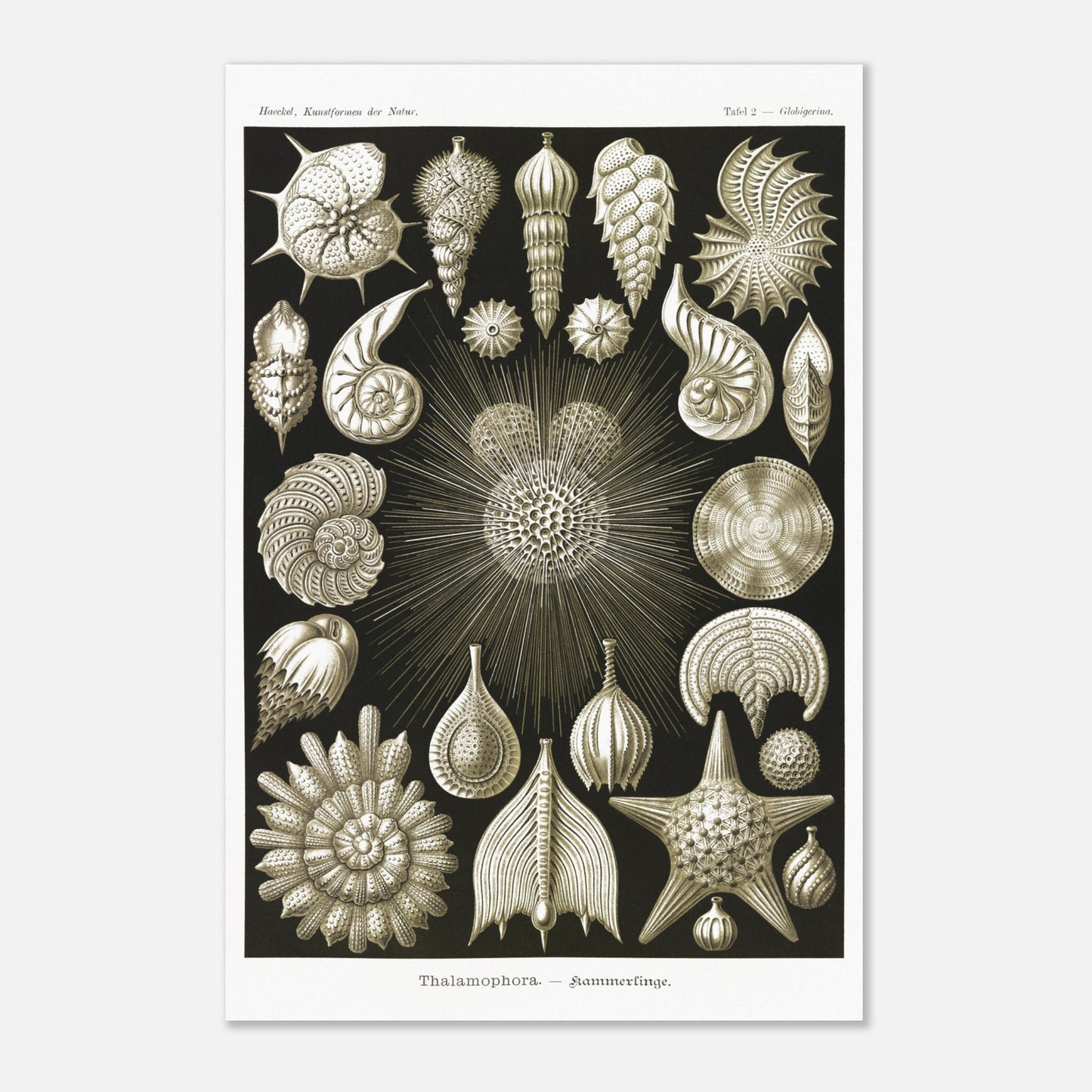 Planche de Foraminifères (Globigerina), Ernst Haeckel (40x60 cm). Gravure naturaliste du XIXe siècle présentant diverses formes de Thalamophora (Radiolaires), avec des structures complexes en forme de spirales, d'étoiles et de coquillages.
