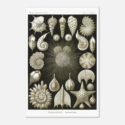 Planche de Foraminifères (Globigerina), Ernst Haeckel (40x60 cm). Gravure naturaliste du XIXe siècle présentant diverses formes de Thalamophora (Radiolaires), avec des structures complexes en forme de spirales, d'étoiles et de coquillages.
