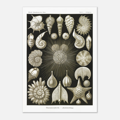 Planche de Foraminifères (Globigerina), Ernst Haeckel (42x59,4 cm (A2)). Gravure naturaliste du XIXe siècle présentant diverses formes de Thalamophora (Radiolaires), avec des structures complexes en forme de spirales, d'étoiles et de coquillages.