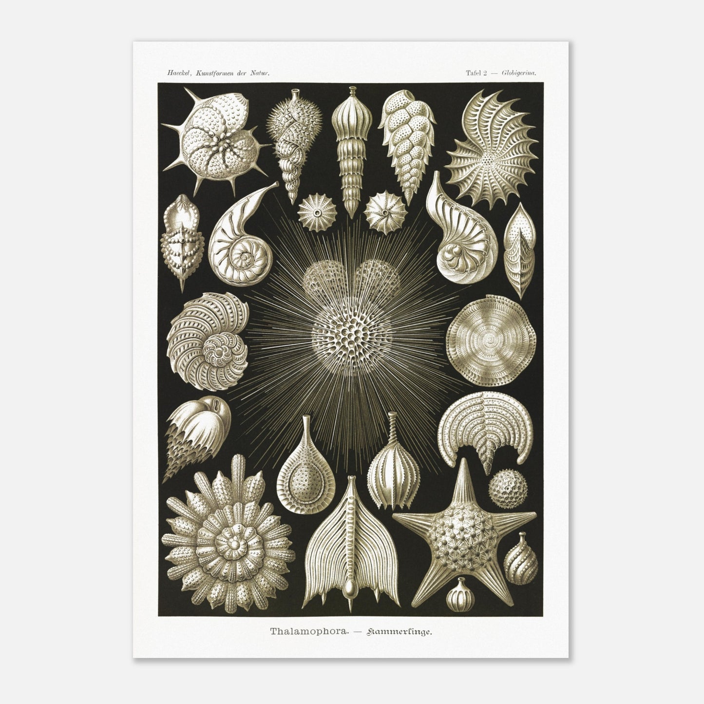 Planche de Foraminifères (Globigerina), Ernst Haeckel (59,4x84,1 cm (A1)). Gravure naturaliste du XIXe siècle présentant diverses formes de Thalamophora (Radiolaires), avec des structures complexes en forme de spirales, d'étoiles et de coquillages.