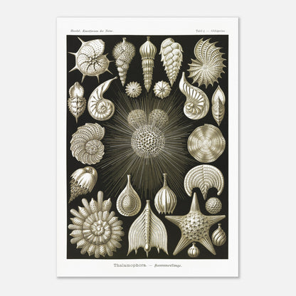 Planche de Foraminifères (Globigerina), Ernst Haeckel (70x100 cm). Gravure naturaliste du XIXe siècle présentant diverses formes de Thalamophora (Radiolaires), avec des structures complexes en forme de spirales, d'étoiles et de coquillages.