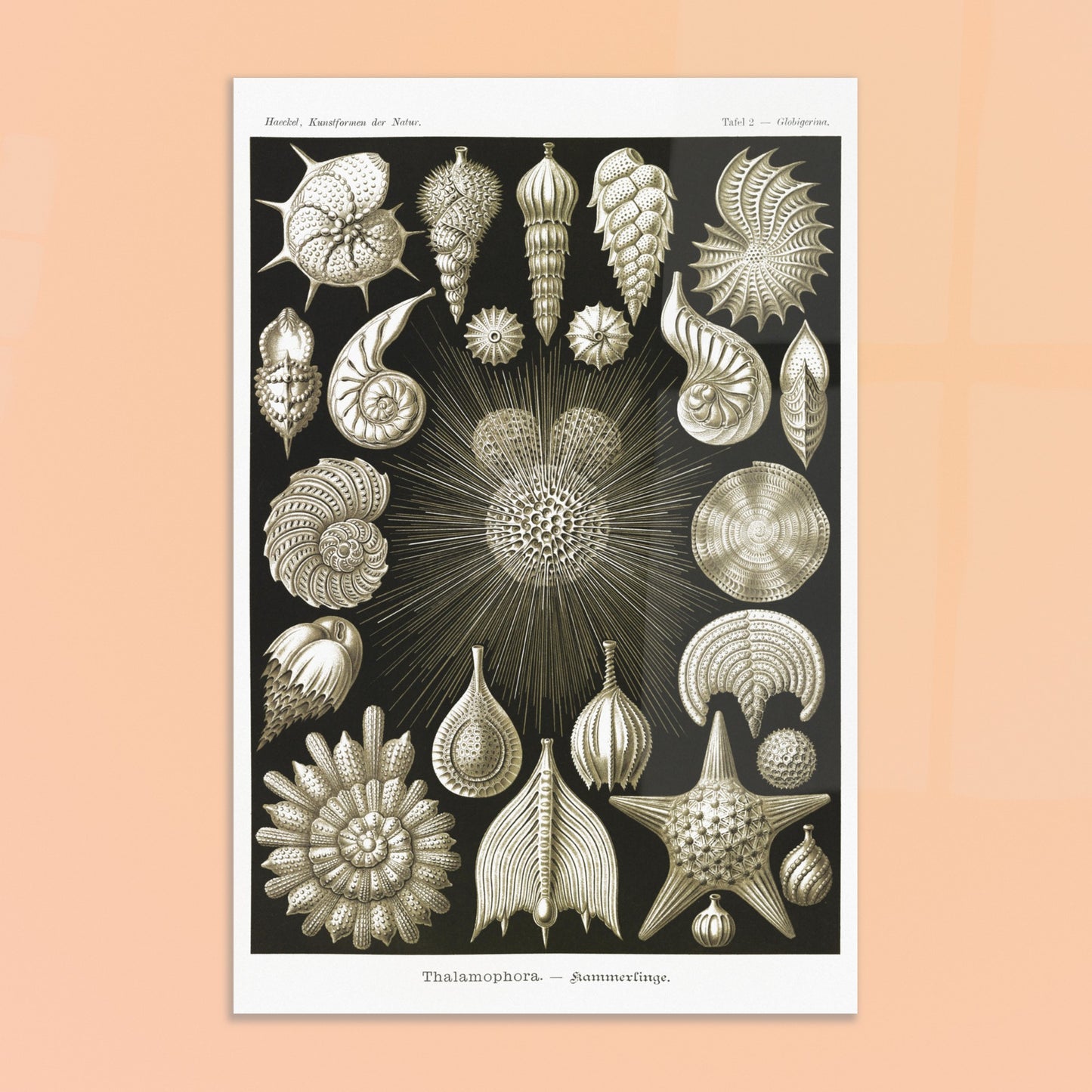 Planche de Foraminifères (Globigerina), Ernst Haeckel. Gravure naturaliste du XIXe siècle présentant diverses formes de Thalamophora (Radiolaires), avec des structures complexes en forme de spirales, d'étoiles et de coquillages. Image d'illustration 8