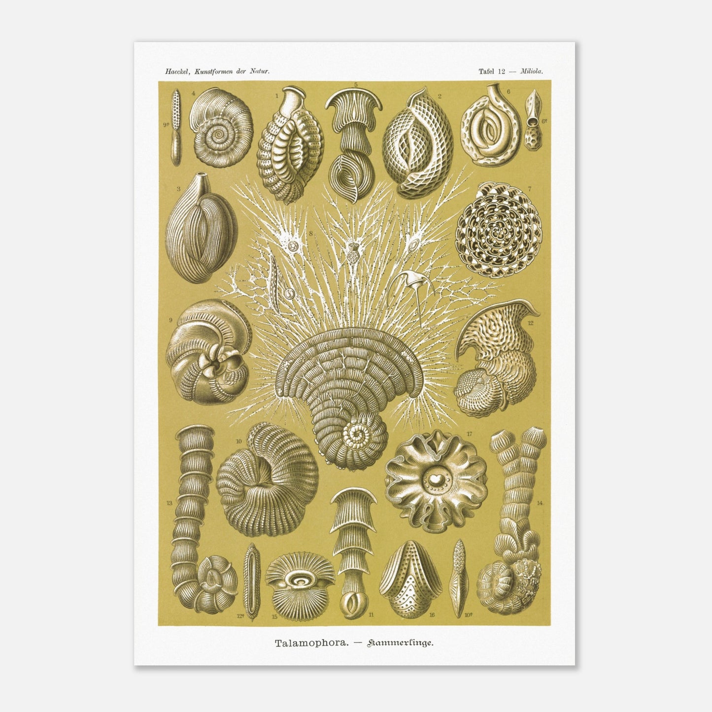 Planche naturaliste de Foraminifères, Ernst Haeckel (29,7x42 cm (A3)). Planche naturaliste d'Ernst Haeckel montrant diverses formes de foraminifères, des microorganismes marins aux structures complexes, sur fond ocre.