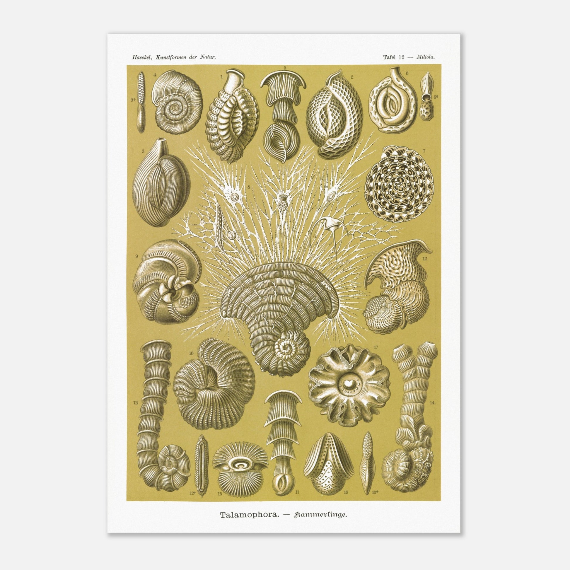 Planche naturaliste de Foraminifères, Ernst Haeckel (29,7x42 cm (A3)). Planche naturaliste d'Ernst Haeckel montrant diverses formes de foraminifères, des microorganismes marins aux structures complexes, sur fond ocre.