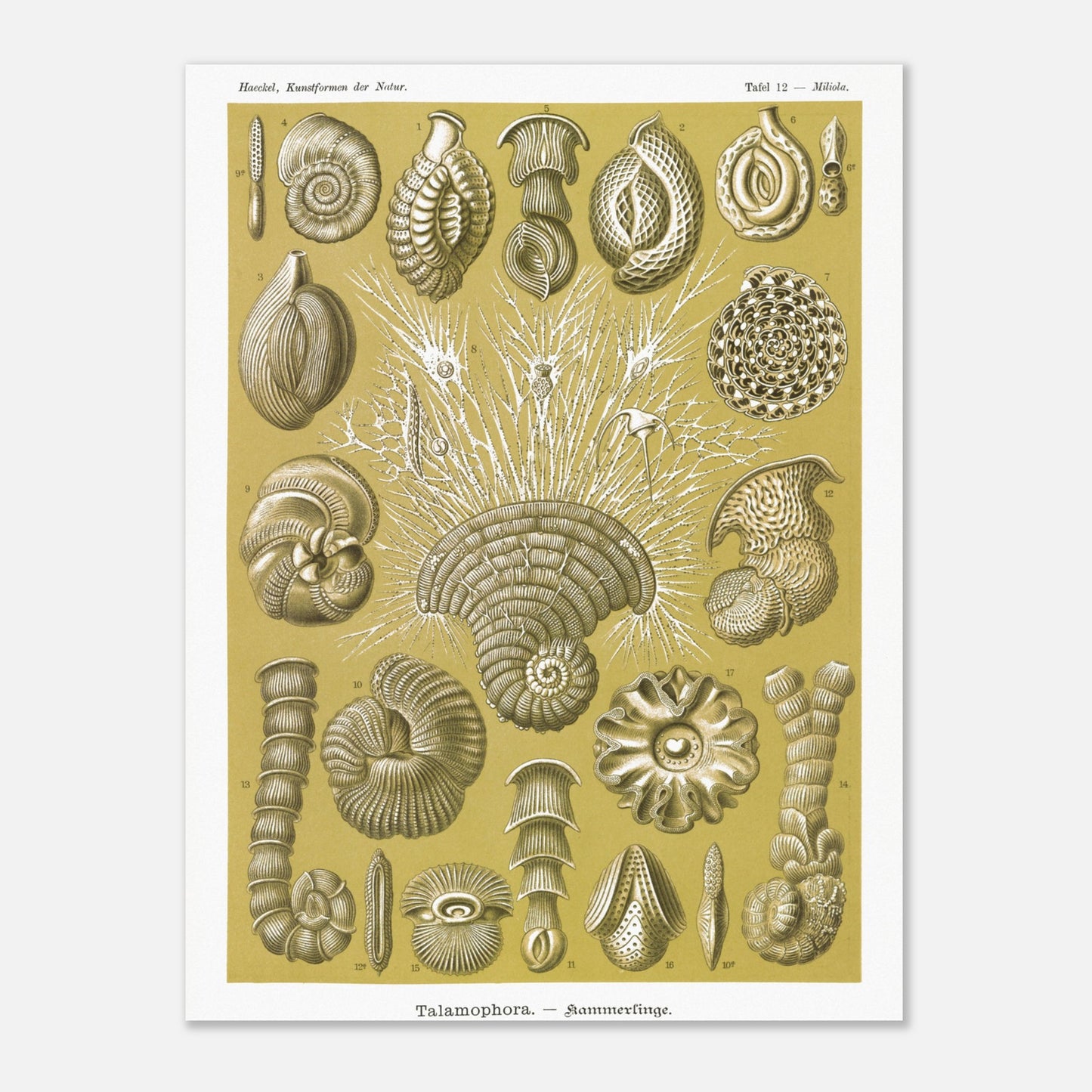 Planche naturaliste de Foraminifères, Ernst Haeckel (30x40 cm). Planche naturaliste d'Ernst Haeckel montrant diverses formes de foraminifères, des microorganismes marins aux structures complexes, sur fond ocre.