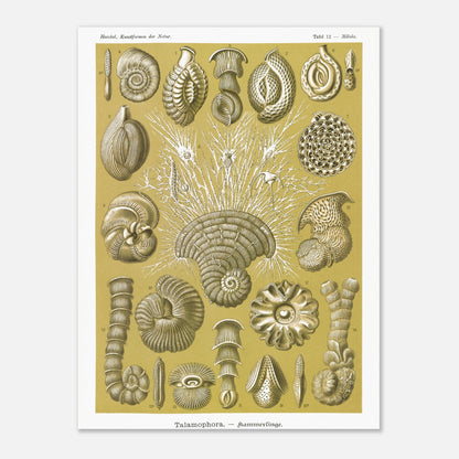 Planche naturaliste de Foraminifères, Ernst Haeckel (30x40 cm). Planche naturaliste d'Ernst Haeckel montrant diverses formes de foraminifères, des microorganismes marins aux structures complexes, sur fond ocre.