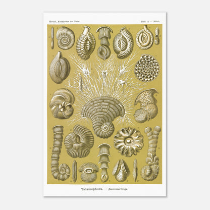 Planche naturaliste de Foraminifères, Ernst Haeckel (40x60 cm). Planche naturaliste d'Ernst Haeckel montrant diverses formes de foraminifères, des microorganismes marins aux structures complexes, sur fond ocre.