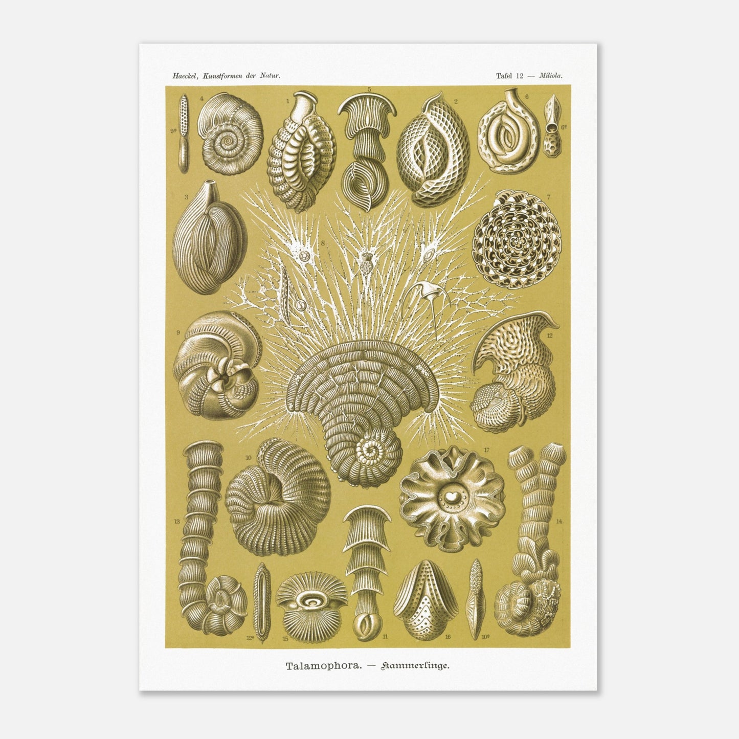 Planche naturaliste de Foraminifères, Ernst Haeckel (42x59,4 cm (A2)). Planche naturaliste d'Ernst Haeckel montrant diverses formes de foraminifères, des microorganismes marins aux structures complexes, sur fond ocre.
