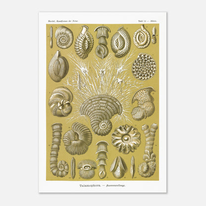 Planche naturaliste de Foraminifères, Ernst Haeckel (42x59,4 cm (A2)). Planche naturaliste d'Ernst Haeckel montrant diverses formes de foraminifères, des microorganismes marins aux structures complexes, sur fond ocre.