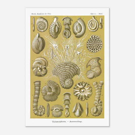 Planche naturaliste de Foraminifères, Ernst Haeckel (42x59,4 cm (A2)). Planche naturaliste d'Ernst Haeckel montrant diverses formes de foraminifères, des microorganismes marins aux structures complexes, sur fond ocre.