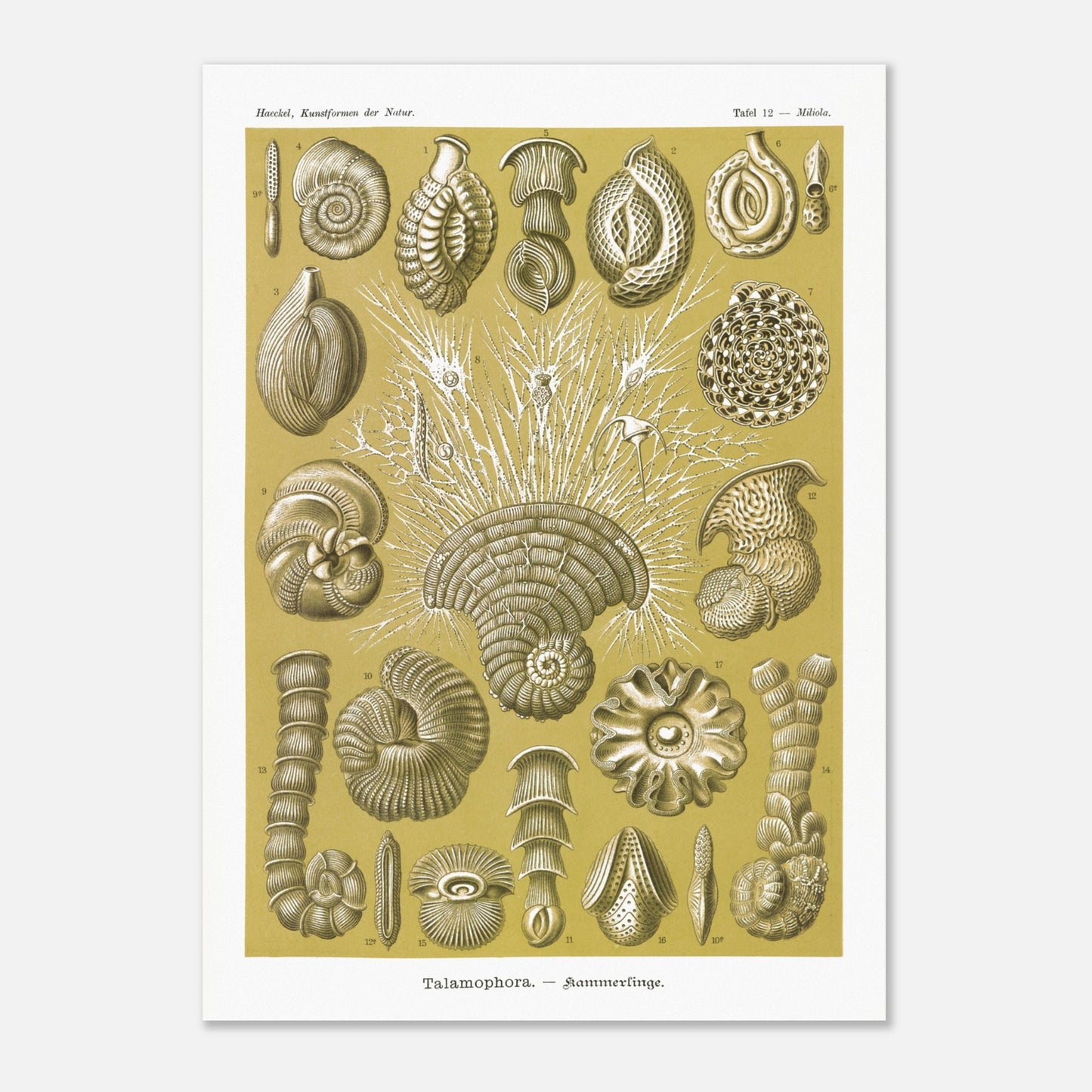 Planche naturaliste de Foraminifères, Ernst Haeckel (50x70 cm). Planche naturaliste d'Ernst Haeckel montrant diverses formes de foraminifères, des microorganismes marins aux structures complexes, sur fond ocre.