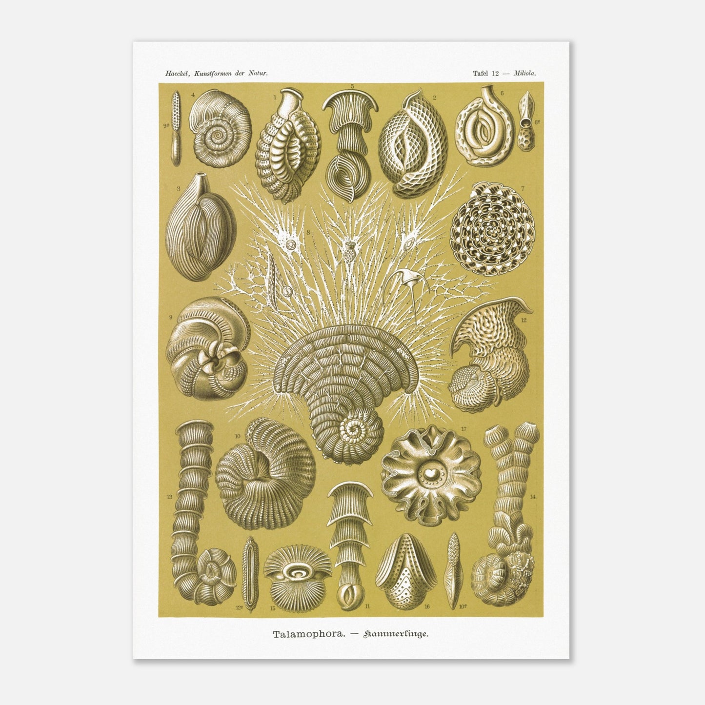 Planche naturaliste de Foraminifères, Ernst Haeckel (59,4x84,1 cm (A1)). Planche naturaliste d'Ernst Haeckel montrant diverses formes de foraminifères, des microorganismes marins aux structures complexes, sur fond ocre.
